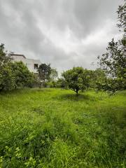 خرید زمین 1500 متری در نوشهر