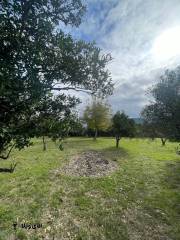 خرید زمین 1150 متری در نوشهر 