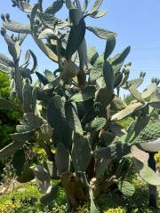 خرید ویلا شهرکی 300 متری در نوشهر