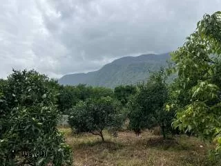 خرید 240 متر زمین دنج جنگلی در نوشهر  